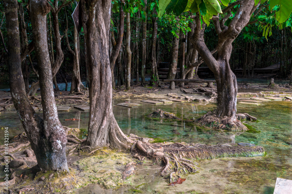 Fototapeta premium trees in the jungle near the emerald lake in Krabi, Thailand