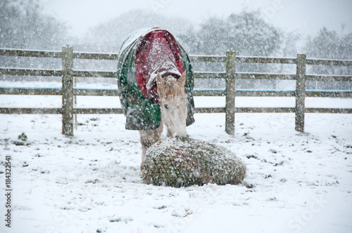 Horse eating from a haynet while it is snowing photo