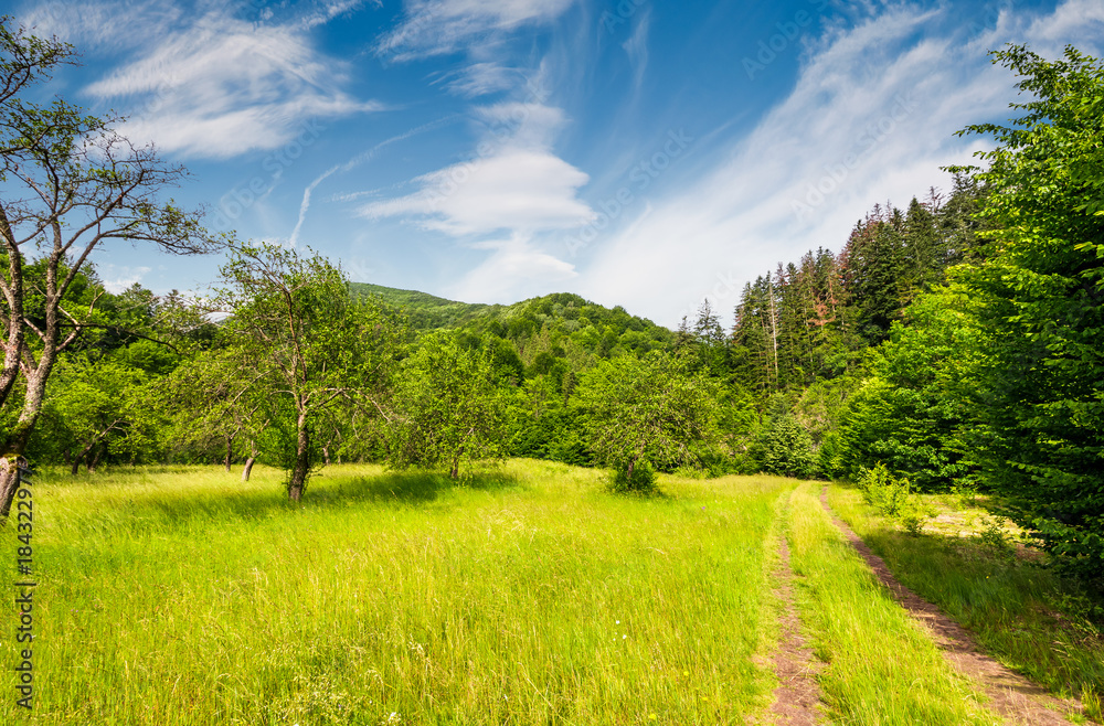 dirt road through abandoned apple orchard. lovely springtime scenery among forested mountains dirt road through abandoned apple orchard. lovely springtime scenery among forested mountains
