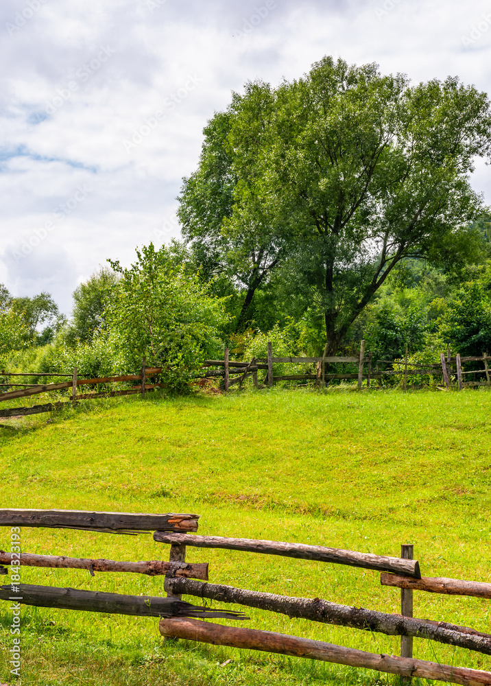 wooden fence on grassy rural field with tree. lovely springtime scenery wooden fence on grassy rural field with tree. lovely springtime scenery