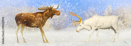 Christmas picture of elk and deer met in a snowy snowstorm photo