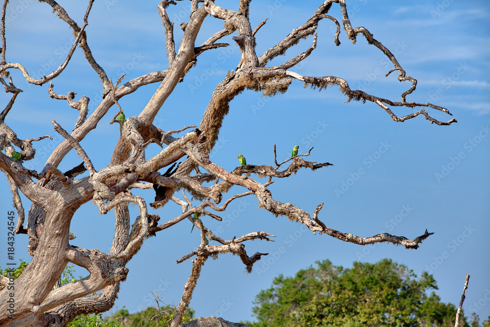 Grüne Papageien sitzen auf einem toten Baum im Nationalpark Yala auf der tropischen Insel Sri Lanka im Indischen Ozean bei einer Jeep Safari Tour Grüne Papageien sitzen auf einem toten Baum im Nationalpark Yala auf der tropischen Insel Sri Lanka im Indischen Ozean bei einer Jeep Safari Tour