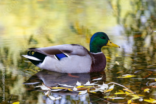 Mallard drake duck on river in autumn colors