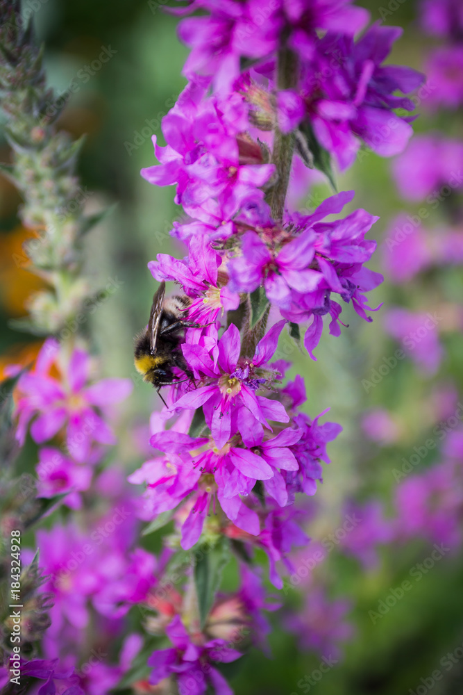 Fototapeta premium wild flowers in summer