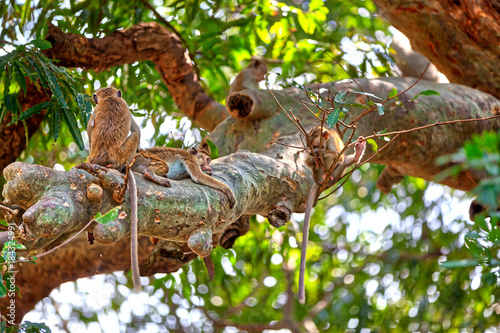 Ceylon-Hutaffen, eine Art der Makaken, auf einem Baum im Nationalpark Yala auf der tropischen Insel Sri Lanka im Indischen Ozean bei einer Jeep Safari Tour