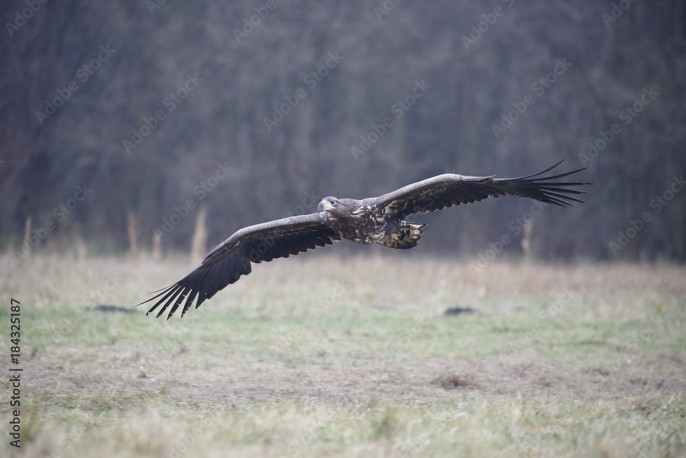 Fototapeta premium White-tailed sea-eagle, Haliaeetus albicilla