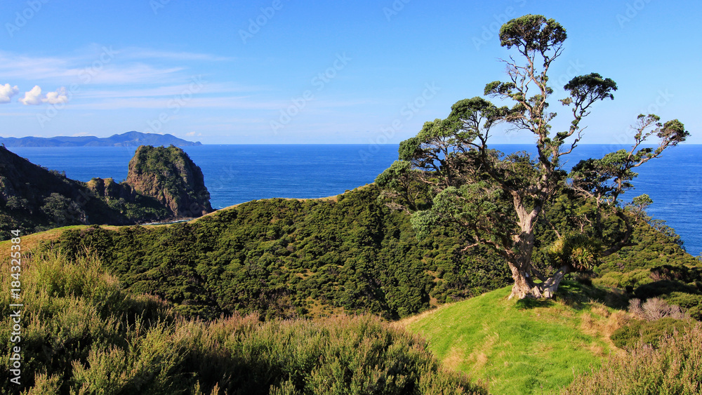 Fototapeta premium tree new zealand