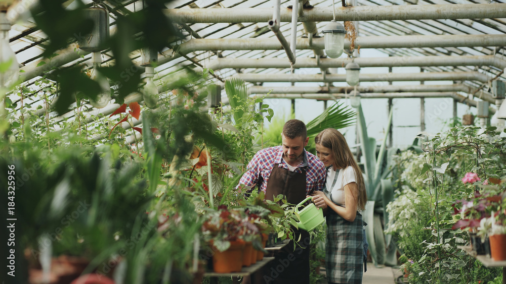 Happy young florist couple in apron working in greenhouse. Cheerful woman embrace her husband watering flowers with garden pot