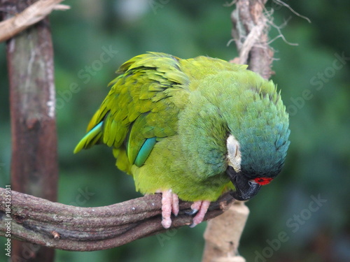 Sleepy parrot