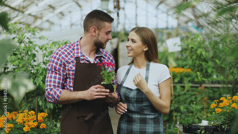 Attractive young couple work and talking in greenhouse indoors