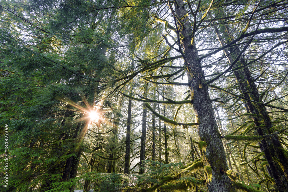 Obraz premium Rain Forest Pacific North West British Columbia Landscape