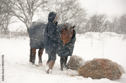 Pony getting a hay feed & some love in the snow.