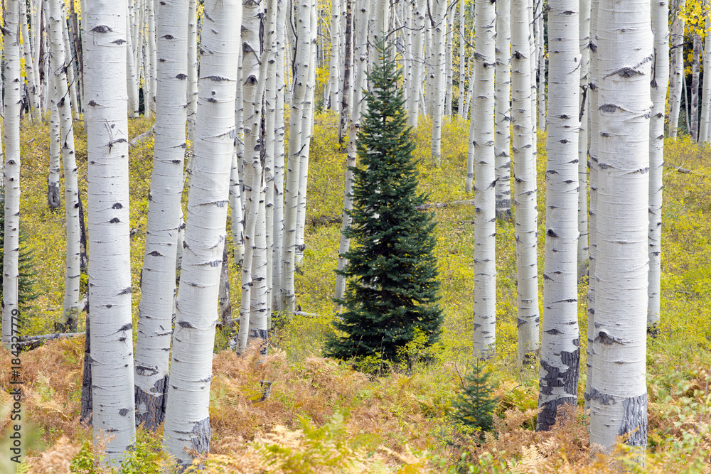 Aspen trees near Crested Butte Colorado in Fall Aspen trees near Crested Butte Colorado in Fall