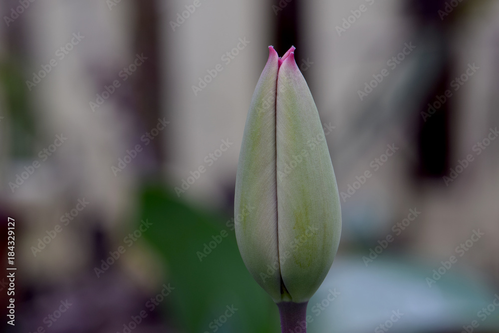 Obraz premium Red Tipped Tulip Bud