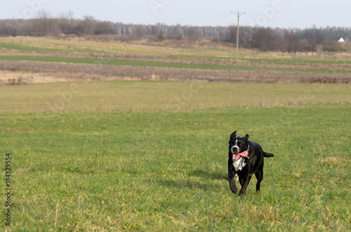 Duży czarny groźny pies biega po jesienno zimowym polu. Mix Amstaffa. 
