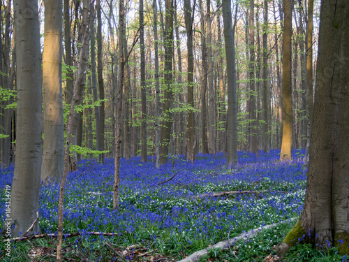 Hallerbos forest in blossom in Belgium