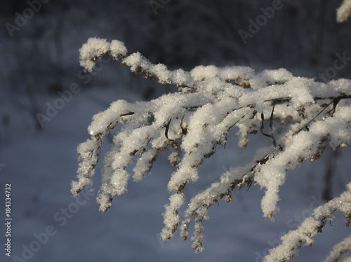 covered with fresh snow dry grass stems