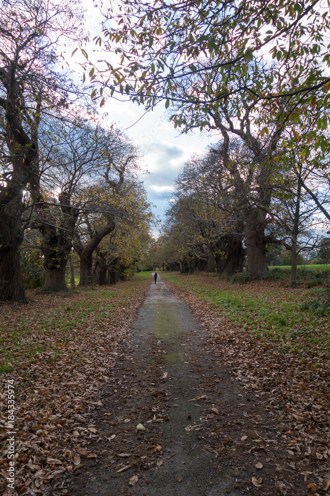 Obraz premium Autumn avenue