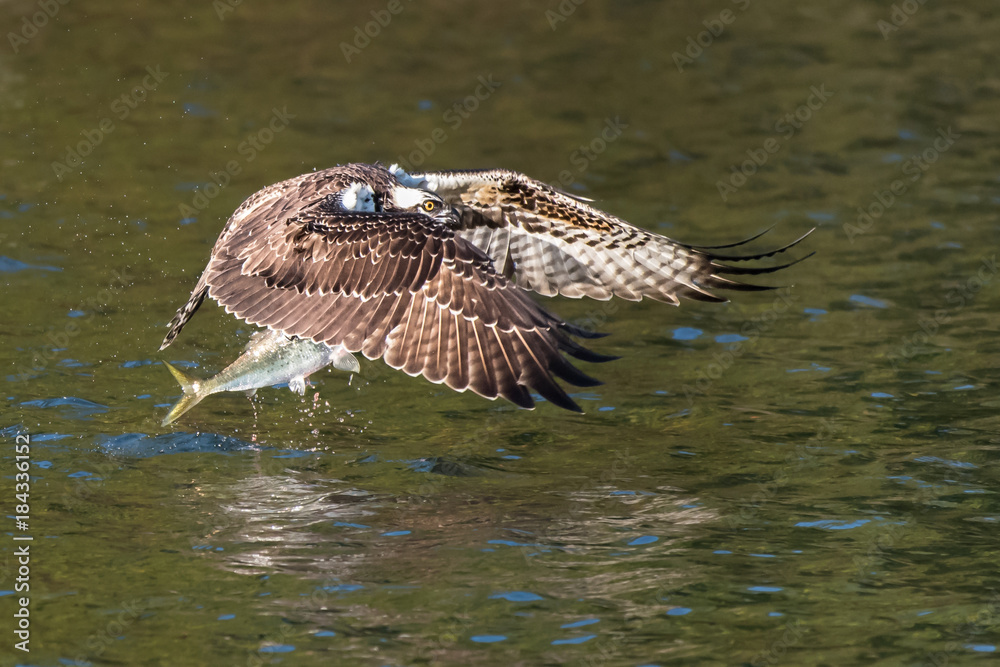 Fototapeta premium Osprey in Flight With Catch XXI
