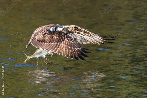 Osprey in Flight With Catch XXI