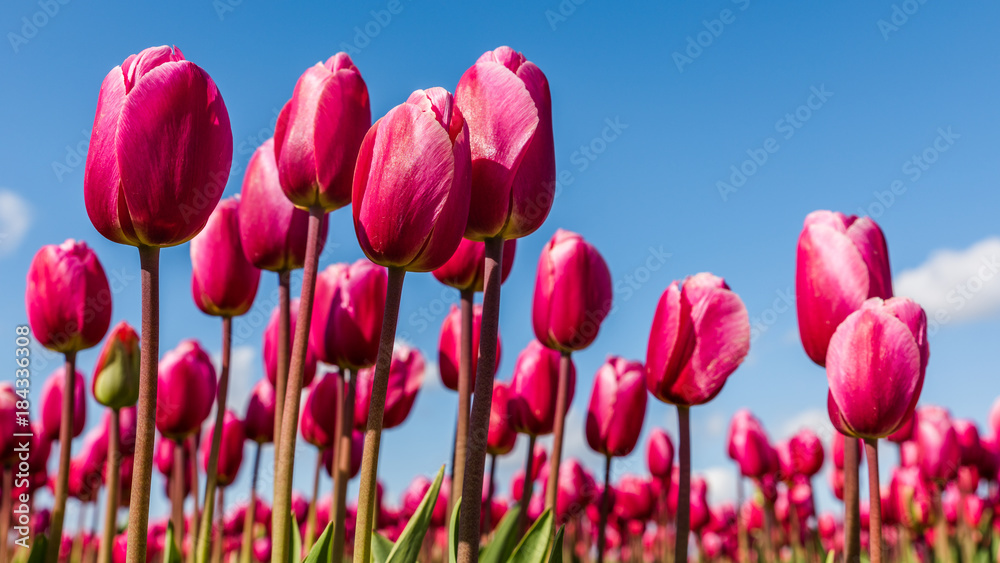 Obraz premium Vibrant pink tulips against a blue sky