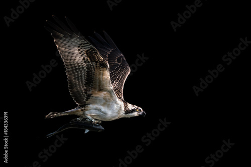 Osprey Catch VII