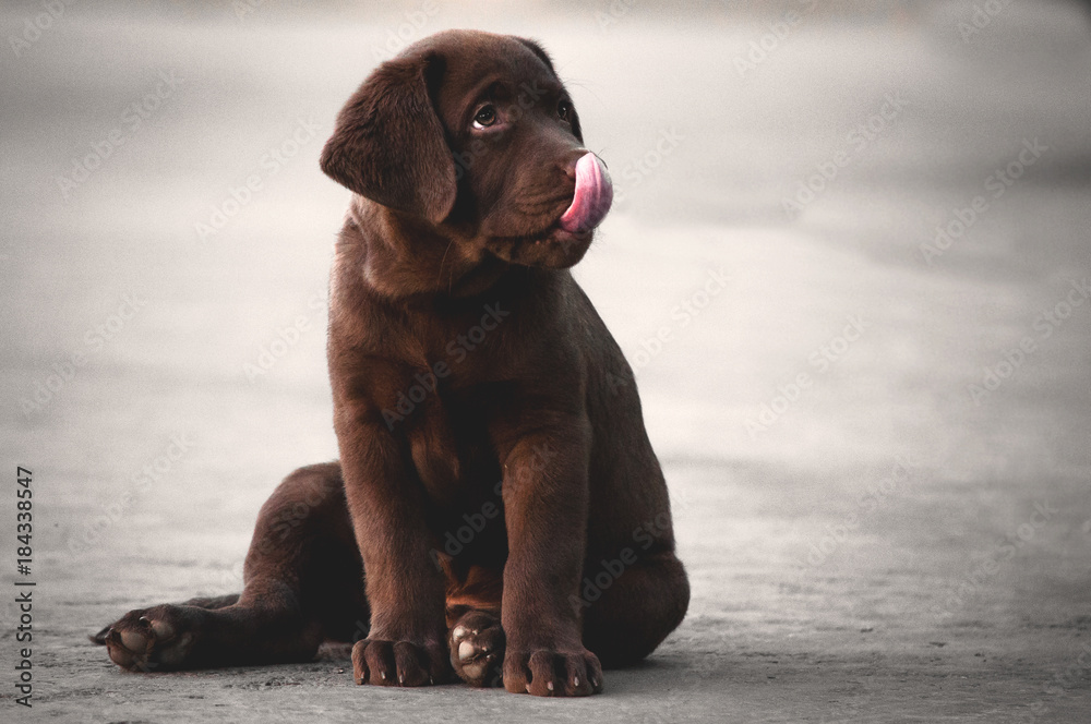 Funny brown labrador puppy sitting on the asphalt with a blurred background Funny brown labrador puppy sitting on the asphalt with a blurred background