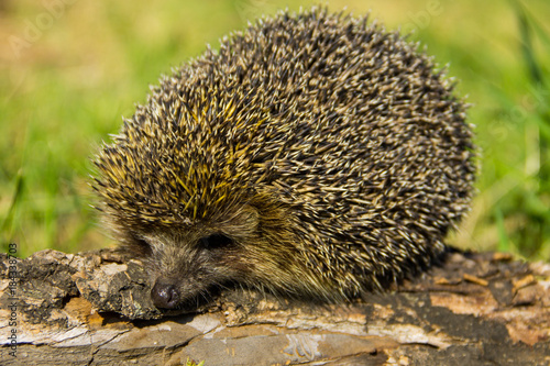Young prickly hedgehog on the log