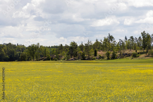 Yellow Canola field or rapeseed, forest in the background photo