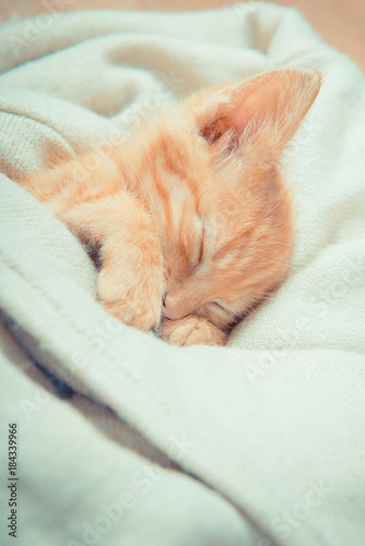 Little red kitten. Cat lies on the fluffy carpet at home. Little Kitten Sleeps. Close-up of a sleeping kitten 