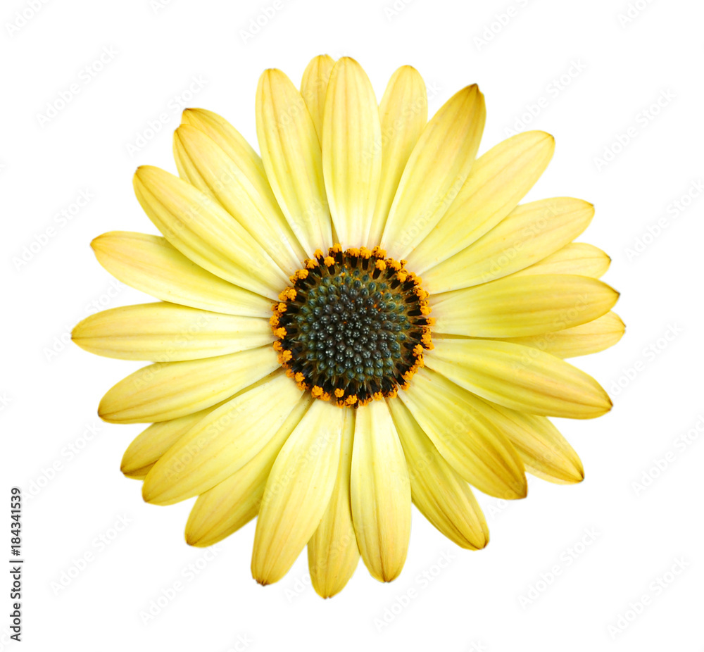 Close-up yellow daisy flower isolated on white background