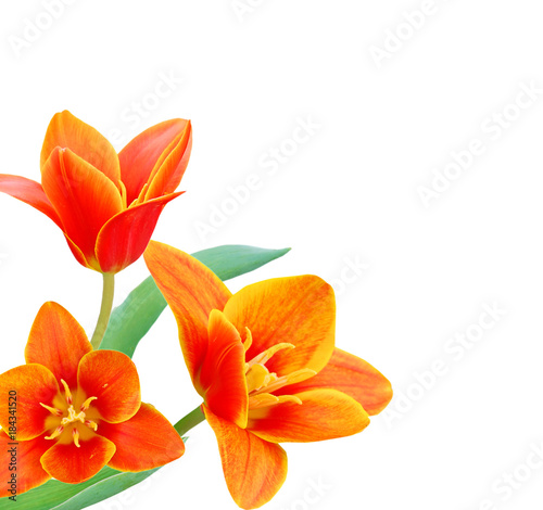 A flower of  liliaceae tulip bouquet