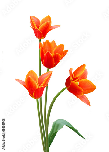 A flower of liliaceae tulip bouquet