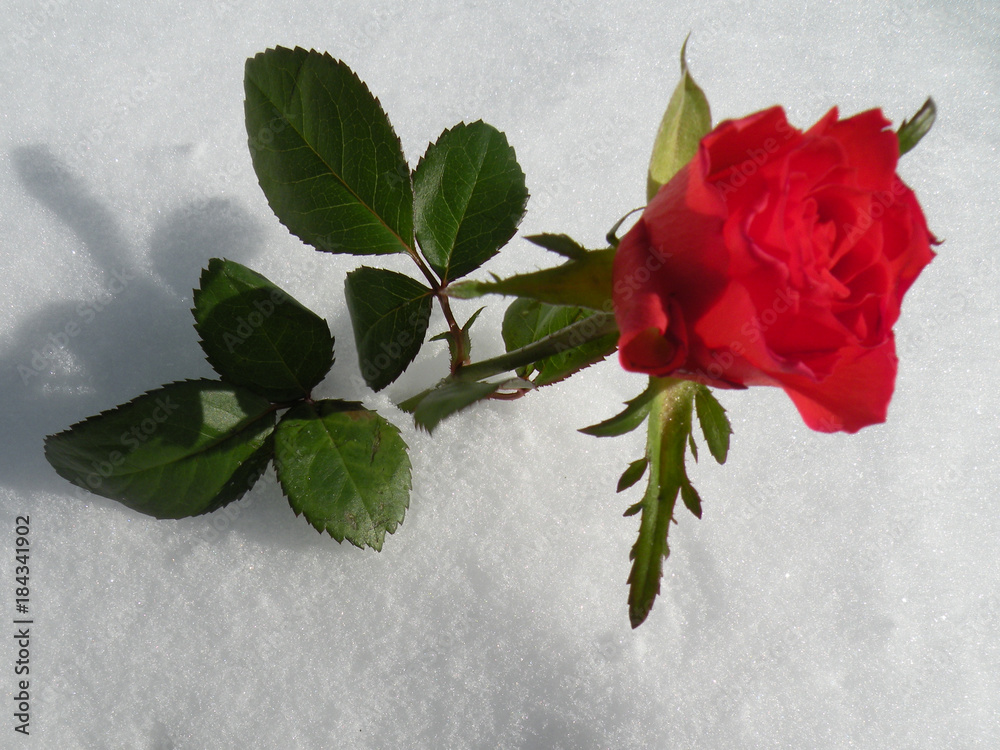 Trong bức ảnh đỏ rực của những bông hoa hồng trên tuyết trắng, chúng ta có thể thấy được sự kết hợp tuyệt vời về màu sắc và cảm xúc. Những bông hoa đang đứng vững giữa cảnh tuyết trắng, tượng trưng cho tinh thần mạnh mẽ và bất khuất trong tình yêu và cuộc sống. Bức ảnh hoàn hảo này sẽ đưa bạn đến những cảm xúc tuyệt vời nhất của tình yêu và sự sống đầy nghị lực!