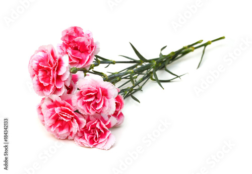 Fototapeta Naklejka Na Ścianę i Meble -  Decorative pink carnation flowers 