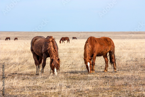 Horses in prairie © Yakov