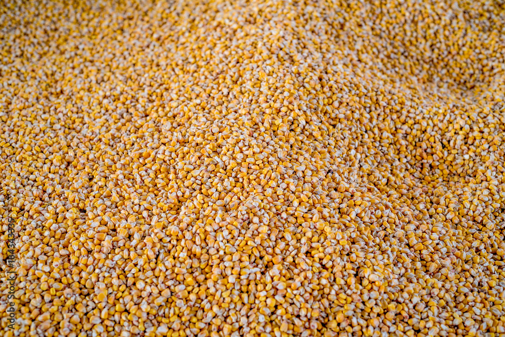 Background of maize seeds Background of maize seeds