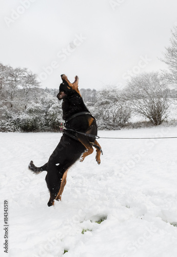Happy and playful rottweiler jumping after snowball in snow landscape