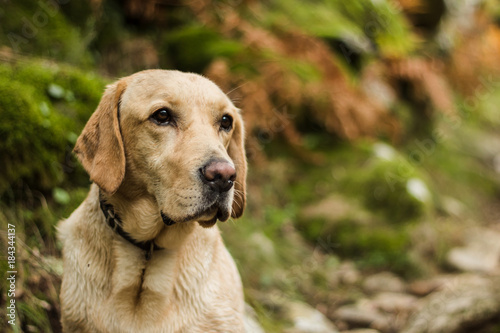 Labrador retriever