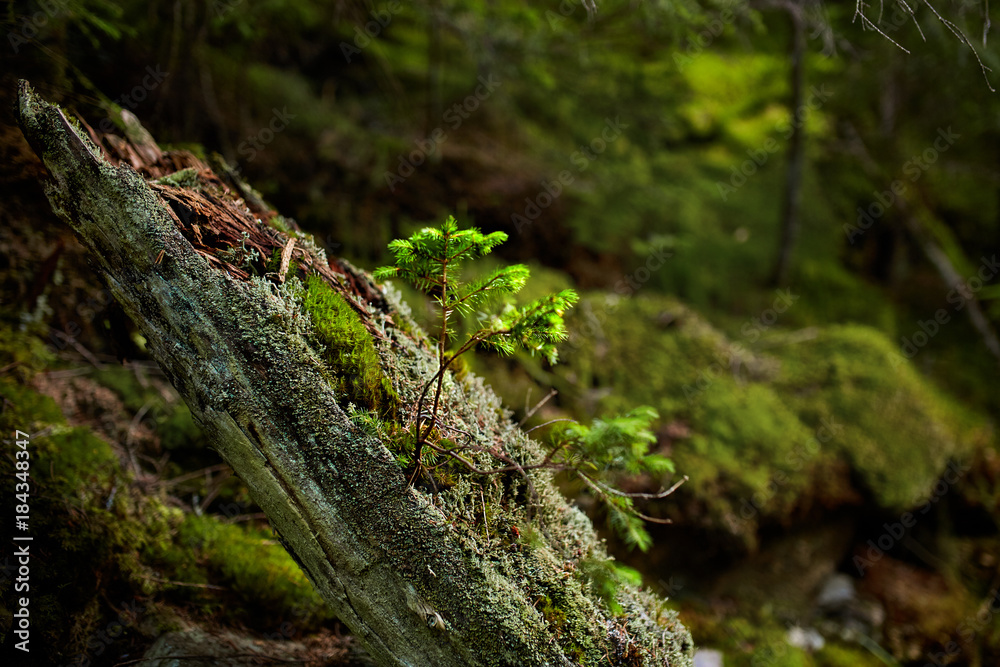 Mysterious forest, weird trees, roots and mossy rocks Mysterious forest, weird trees, roots and mossy rocks