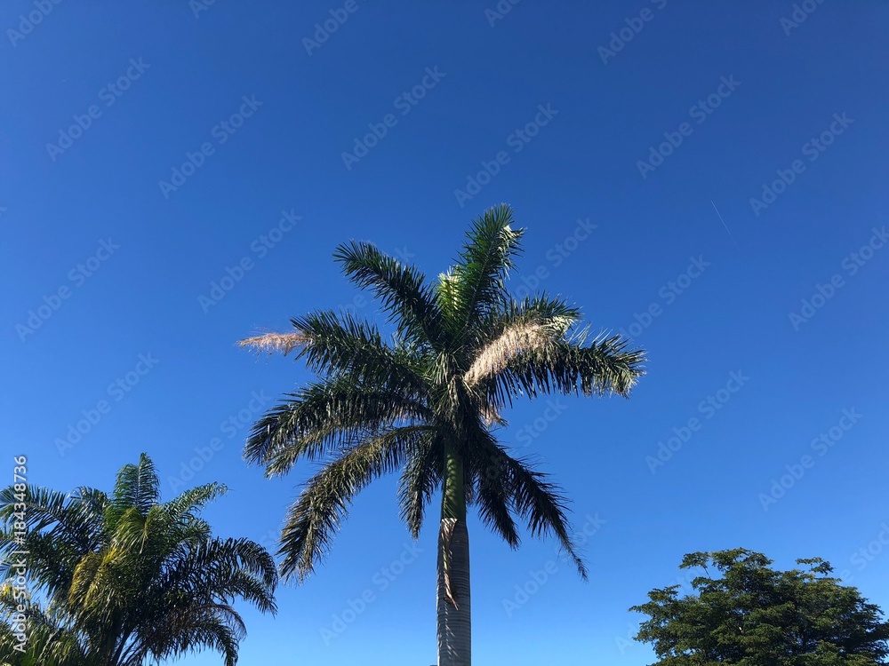 tropical palm tree and the blue sky background