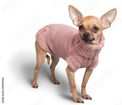 Chihuahua Wearign a Pink Sweater photo