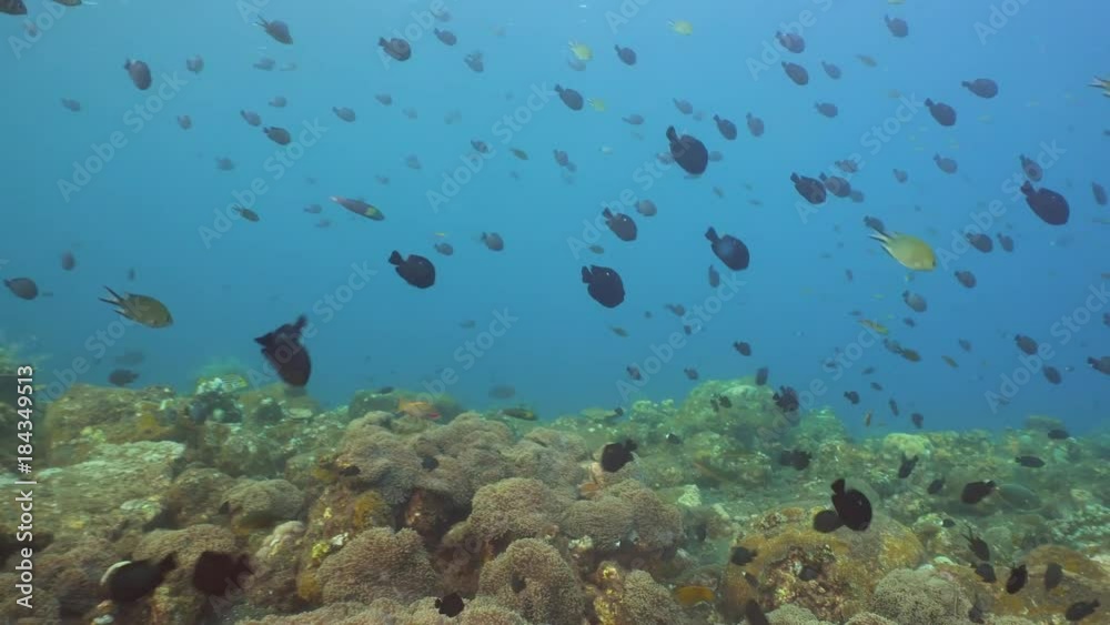 Tropical fish on coral reef. Wonderful and beautiful underwater world with corals and tropical fish. Hard and soft corals. Diving and snorkeling in the tropical sea. Travel concept. 4K video. Tropical fish on coral reef. Wonderful and beautiful underwater world with corals and tropical fish. Hard and soft corals. Diving and snorkeling in the tropical sea. Travel concept. 4K video.