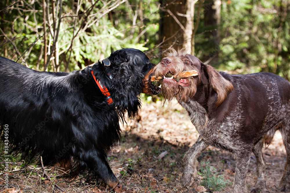  Dog breed is the German Wirehaired Pointer and dog breed Gordon Setter pulls each other one  stick