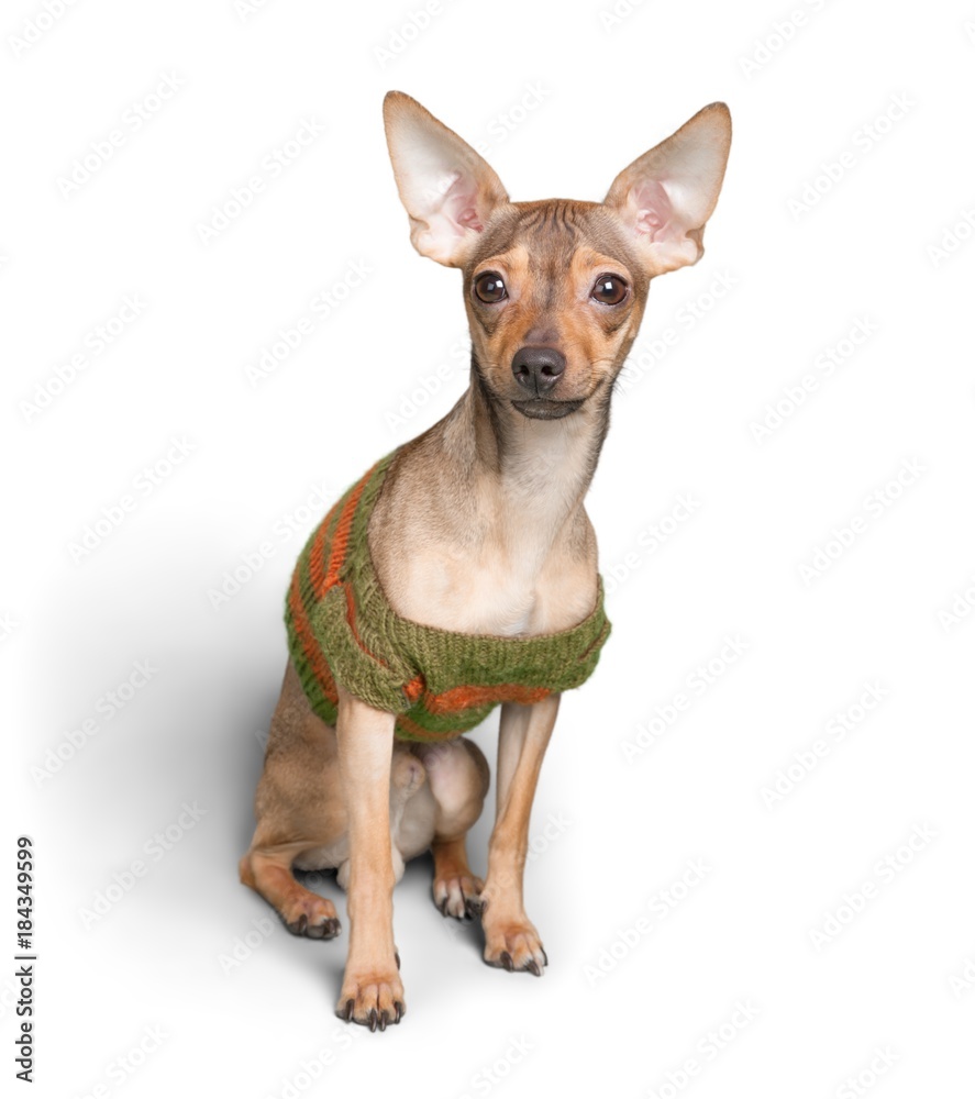 Chihuahua Dog Wearing a Sweater