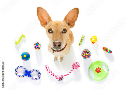 dog with pet toys photo