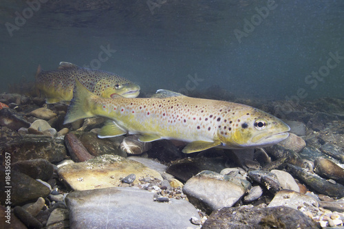 Tableau sur toile Brown trout (Salmo trutta) preparing for spawning in small creek
