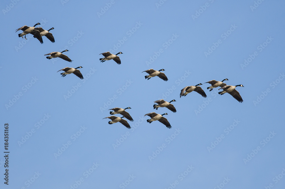 Large Flock of Canada Geese Flying in a Blue Sky Large Flock of Canada Geese Flying in a Blue Sky