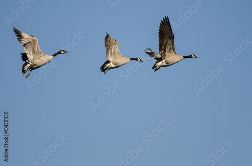 Three Canada Geese Flying in a Blue Sky