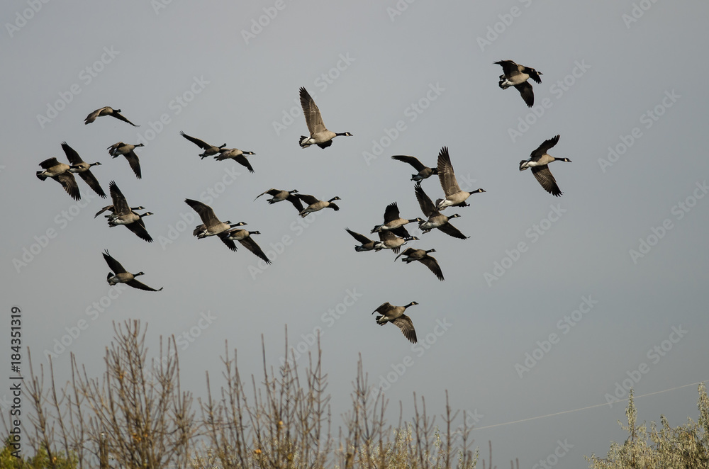 Flock of Canada Geese Flying Over The Autumn Marsh Flock of Canada Geese Flying Over The Autumn Marsh